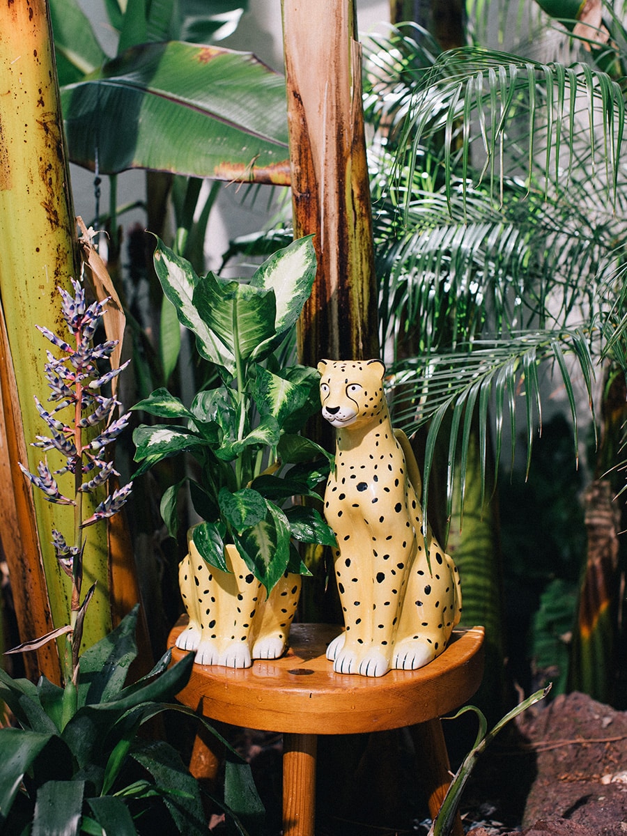 Cheetah Plant Pot